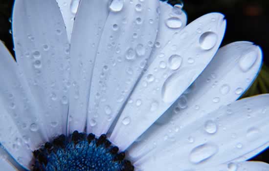 Addobbi floreali per riti funebri e funerali