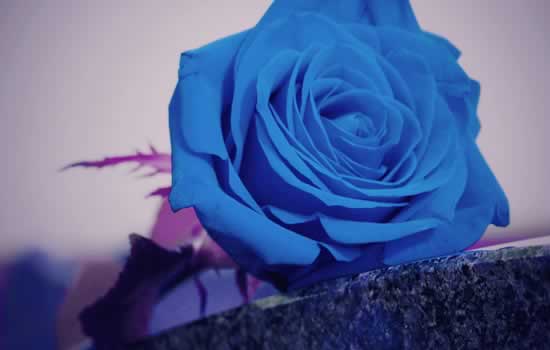 Rosa decorativa per lapide in marmo